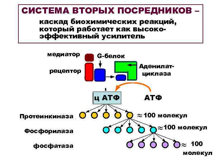 СИСТЕМА ВТОРЫХ ПОСРЕДНИКОВ – каскад биохимических реакций, который работает как высоко- эффективный усилитель 
