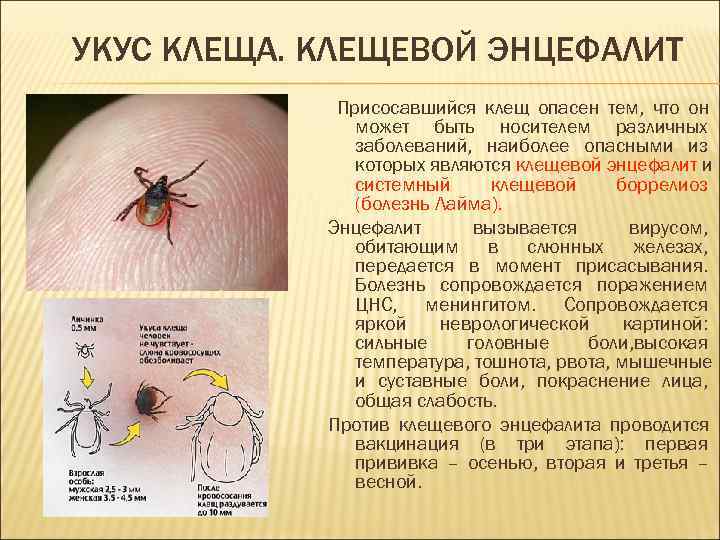 УКУС КЛЕЩА. КЛЕЩЕВОЙ ЭНЦЕФАЛИТ   Присосавшийся клещ опасен тем, что он  
