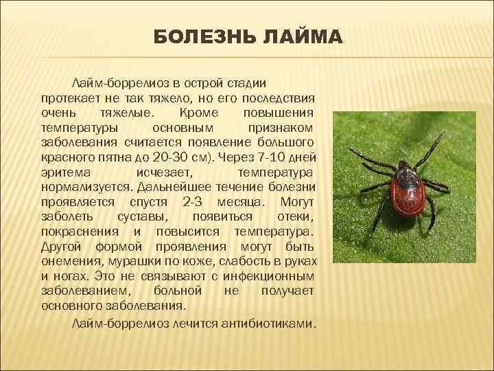    БОЛЕЗНЬ ЛАЙМА  Лайм-боррелиоз в острой стадии протекает не так тяжело,