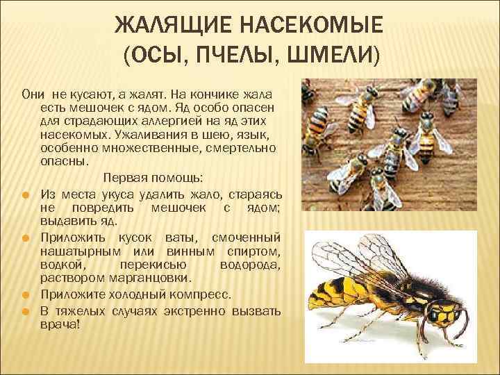    ЖАЛЯЩИЕ НАСЕКОМЫЕ    (ОСЫ, ПЧЕЛЫ, ШМЕЛИ) Они не кусают,