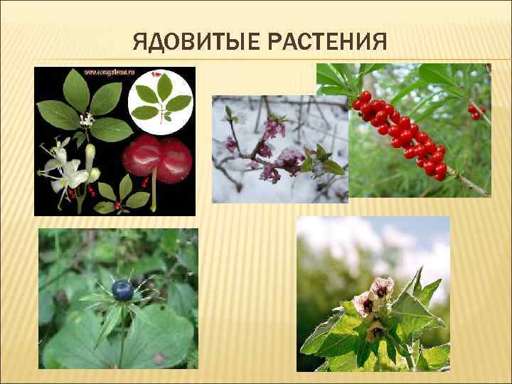 ЯДОВИТЫЕ РАСТЕНИЯ 