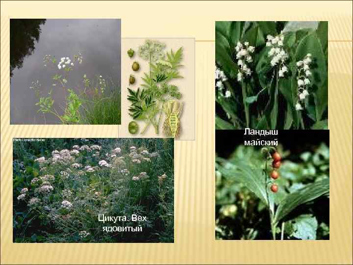    Ландыш    майский Цикута. Вех ядовитый 