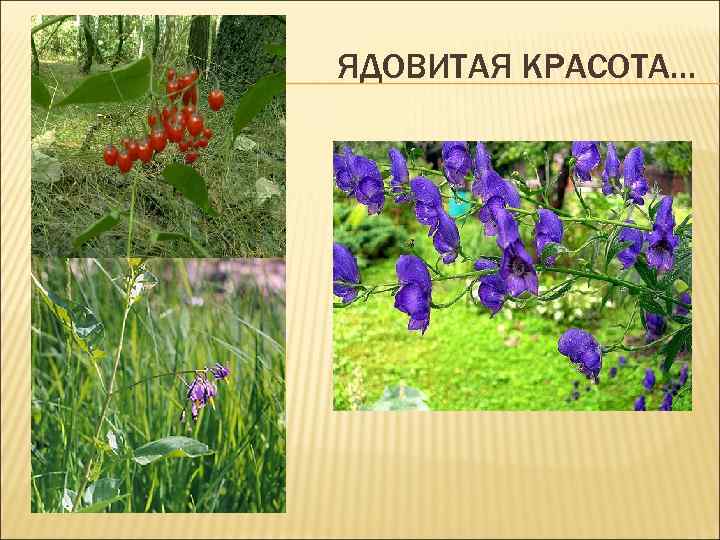 ЯДОВИТАЯ КРАСОТА… 