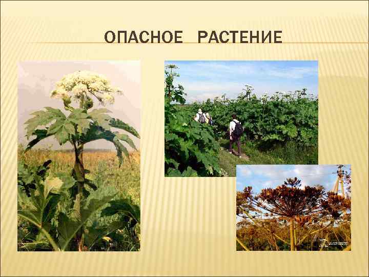 ОПАСНОЕ РАСТЕНИЕ 