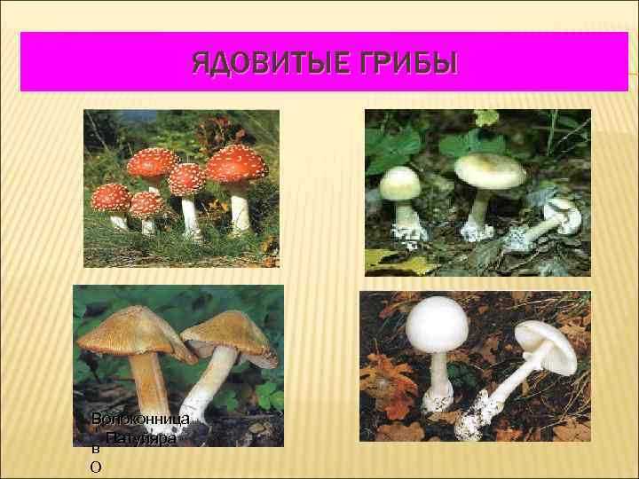   ЯДОВИТЫЕ ГРИБЫ Волоконница  Патуйяра в О 