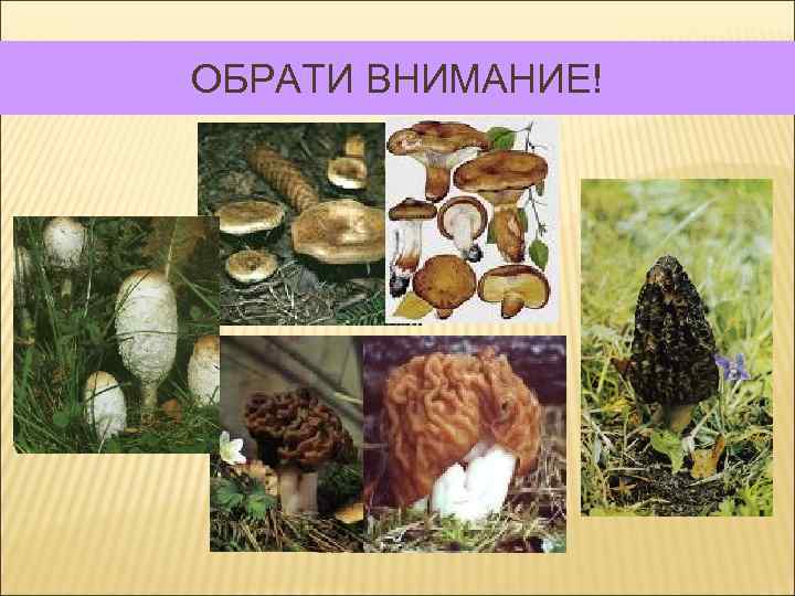 ОБРАТИ ВНИМАНИЕ! 