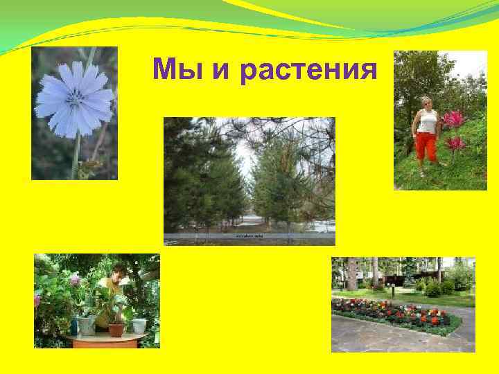 Мы и растения 