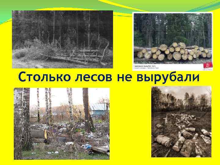 Столько лесов не вырубали 