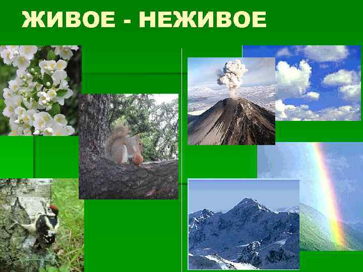 ЖИВОЕ - НЕЖИВОЕ 