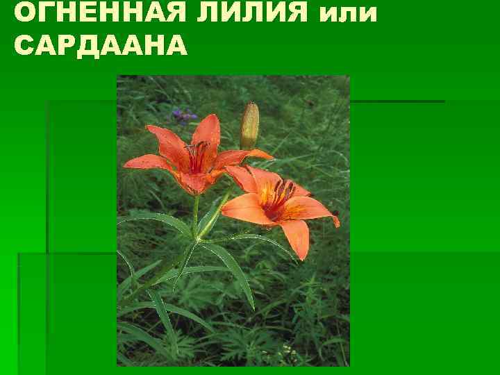 ОГНЕННАЯ ЛИЛИЯ или САРДААНА 