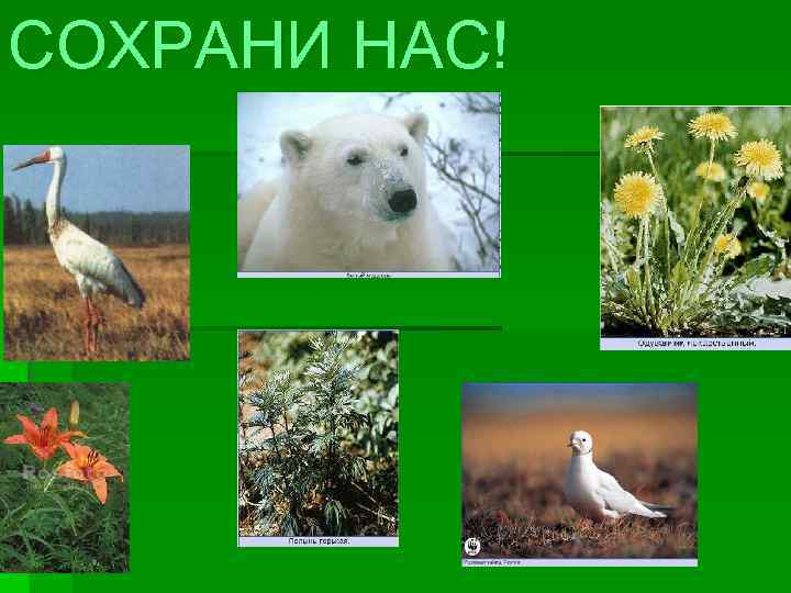 СОХРАНИ НАС! 