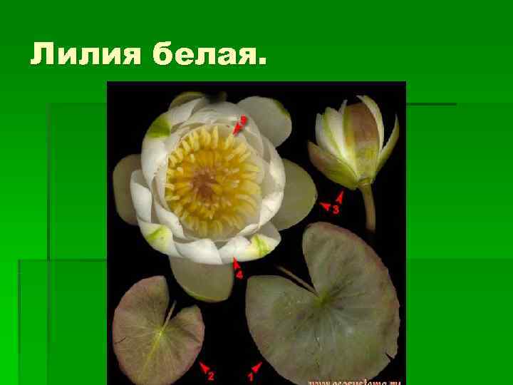 Лилия белая. 