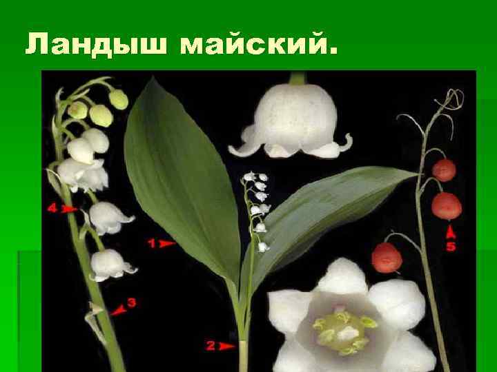 Ландыш майский. 