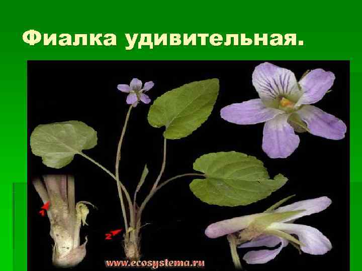 Фиалка удивительная. 