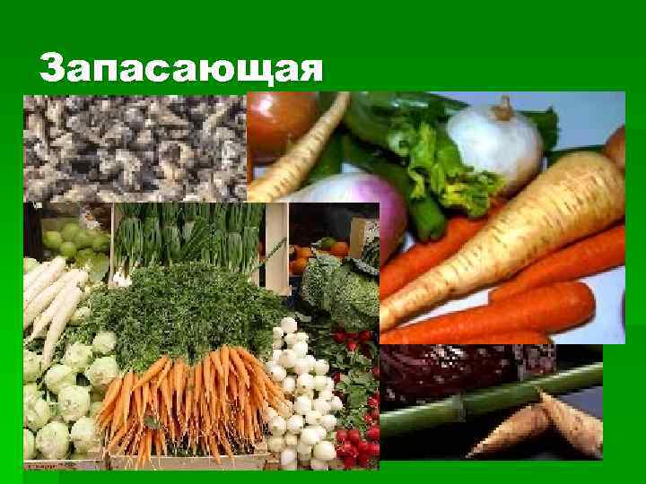 Запасающая 