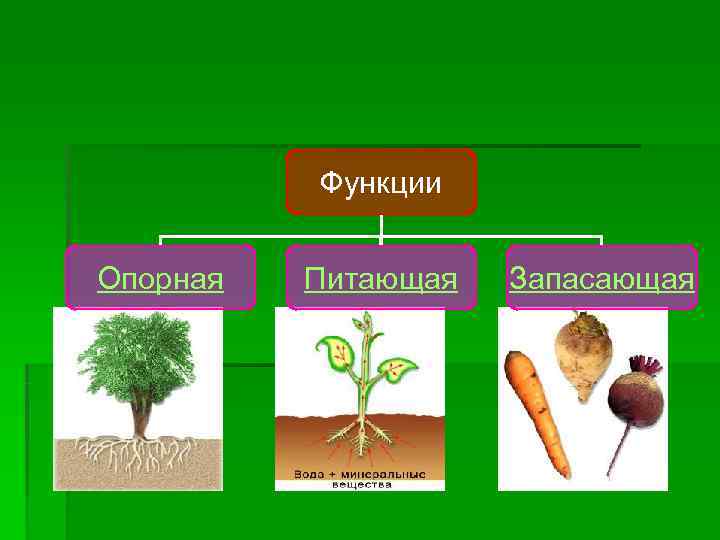    Функции  Опорная  Питающая  Запасающая 