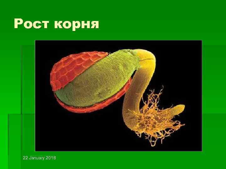 Рост корня 22 January 2018 