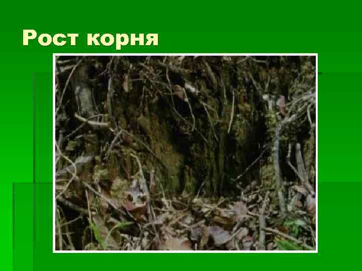 Рост корня 