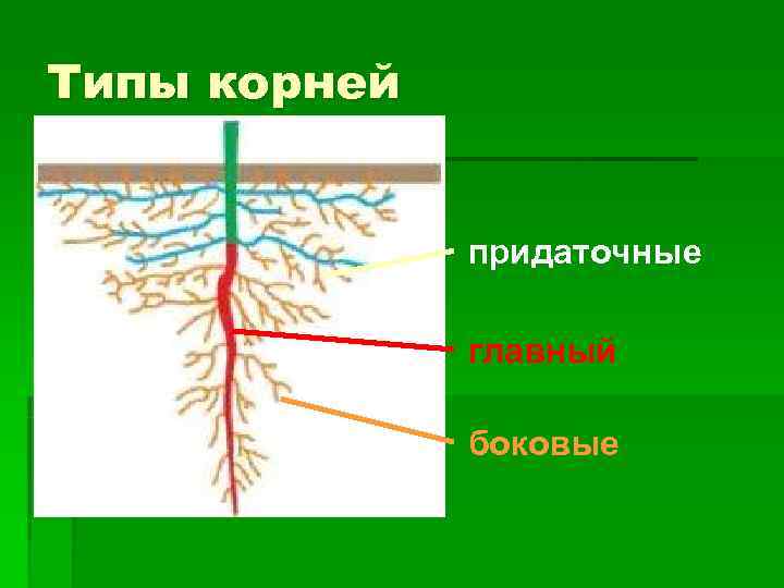 Типы корней   придаточные    главный    боковые 