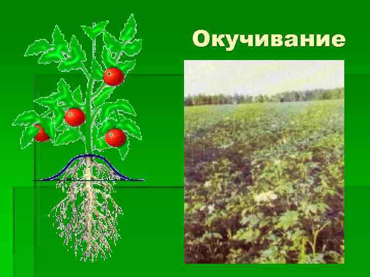 Окучивание 