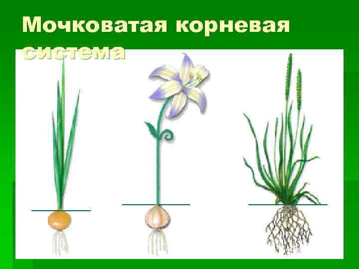 Мочковатая корневая система 