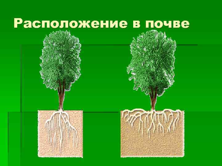 Расположение в почве 