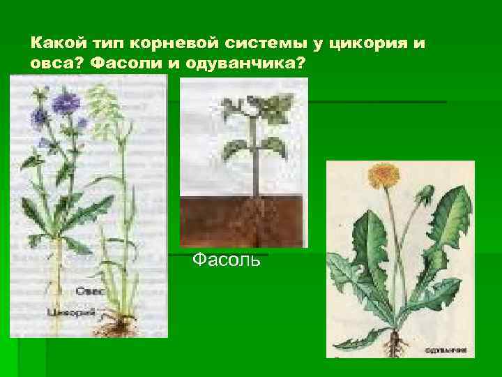 Какой тип корневой системы у цикория и овса? Фасоли и одуванчика?   