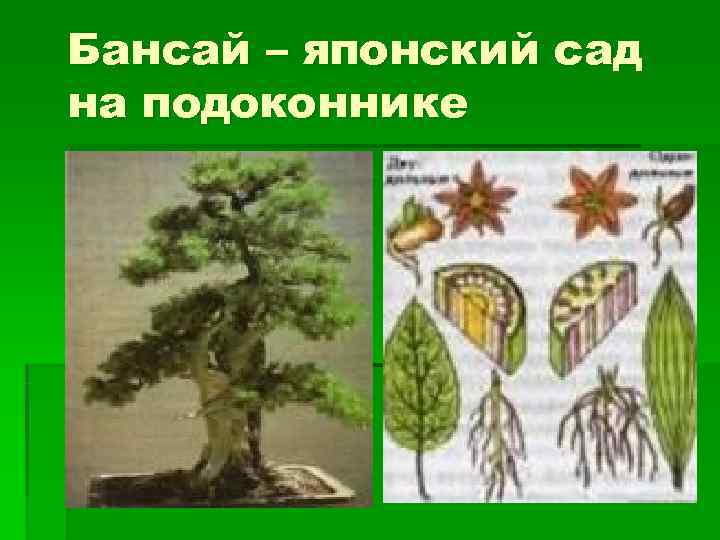 Бансай – японский сад на подоконнике 