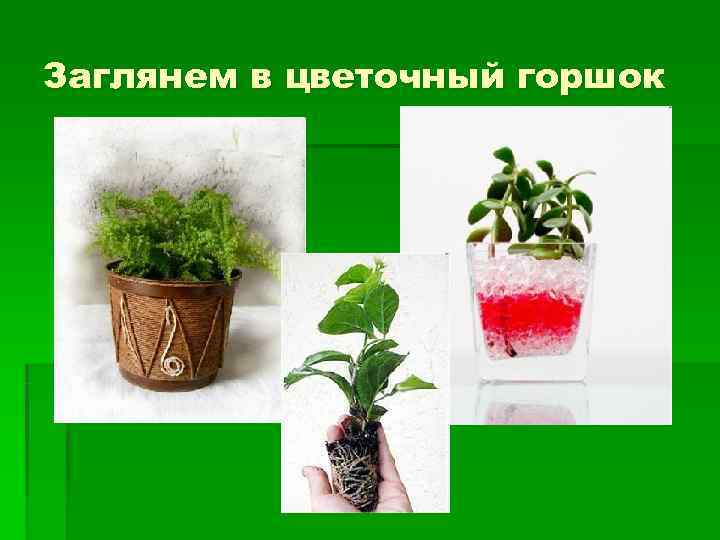 Заглянем в цветочный горшок 