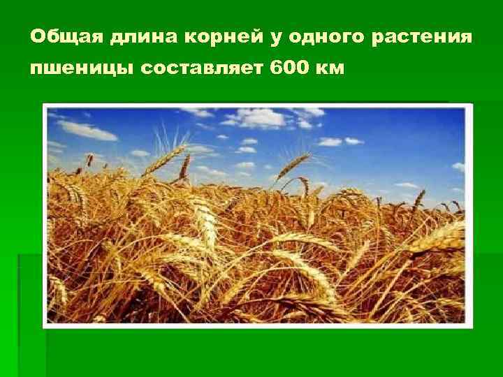 Общая длина корней у одного растения пшеницы составляет 600 км 