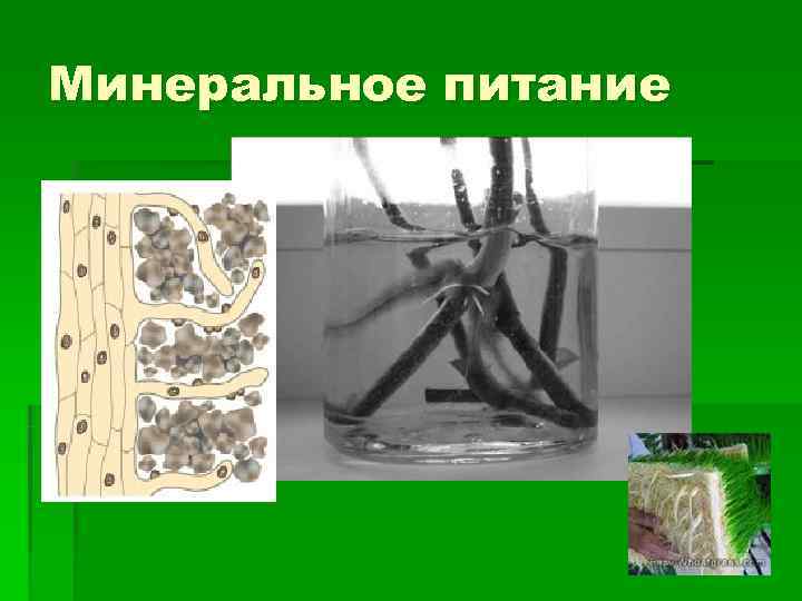 Минеральное питание 