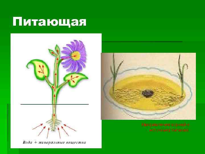 Питающая    Направление корней к    источнику питания 