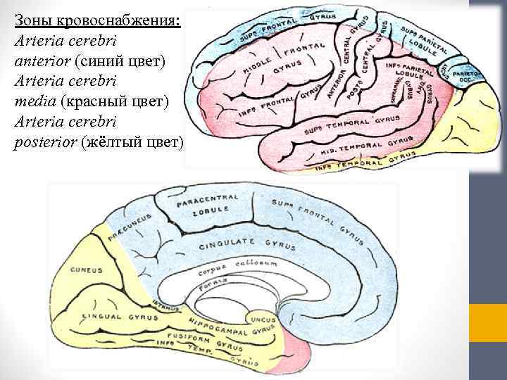 Зоны кровоснабжения: Arteria cerebri anterior (синий цвет) Arteria cerebri media (красный цвет) Arteria cerebri