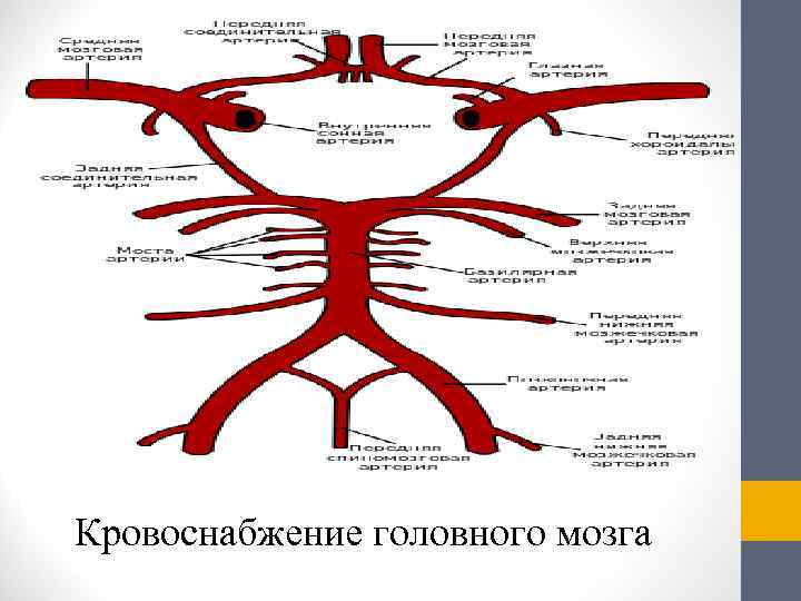 Кровоснабжение головного мозга 
