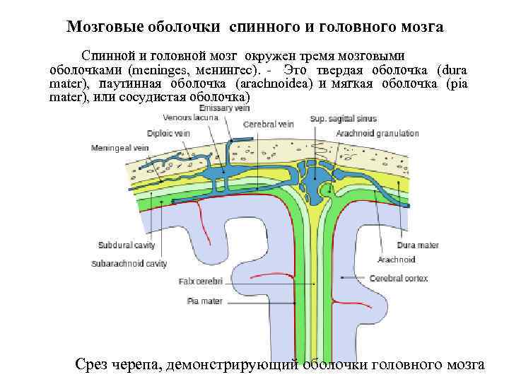 3 оболочки головного мозга