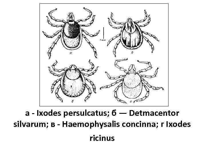   а - Ixodes persulcatus; б — Detmacentor silvarum; в - Haemophysalis concinna;