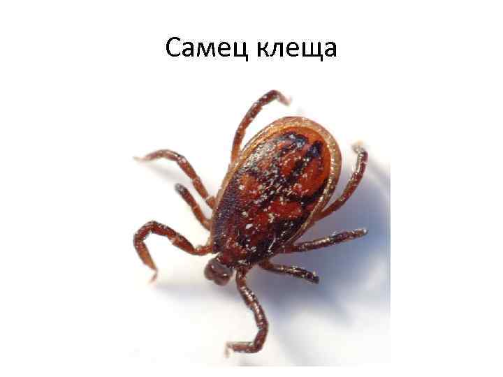 Самец клеща 