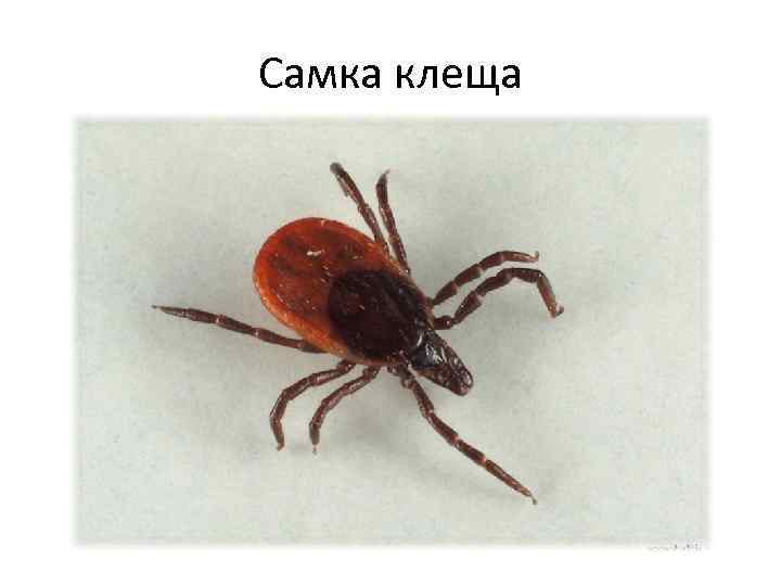 Самка клеща 