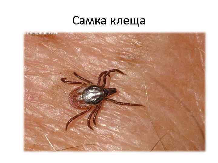Самка клеща 