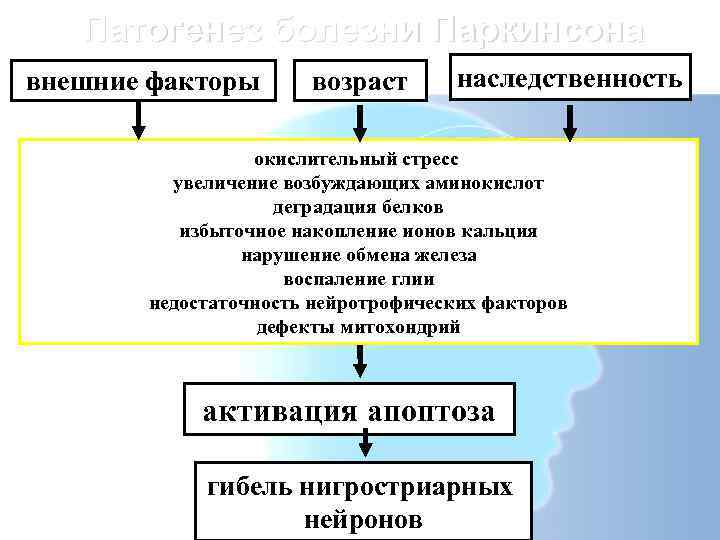  Патогенез болезни Паркинсона внешние факторы  возраст  наследственность   