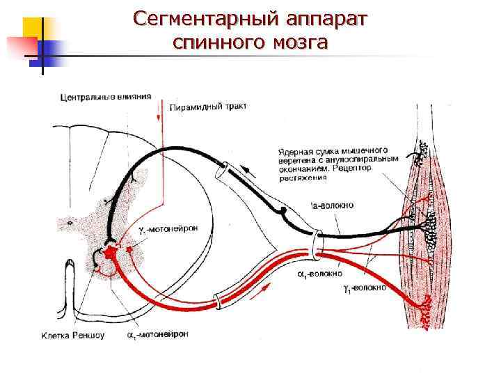 Сегментарный аппарат  спинного мозга 