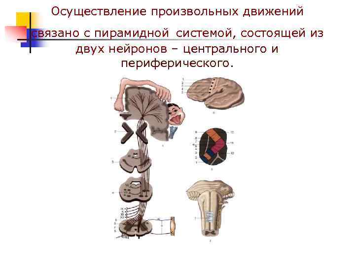  Осуществление произвольных движений связано с пирамидной системой, состоящей из  двух нейронов –