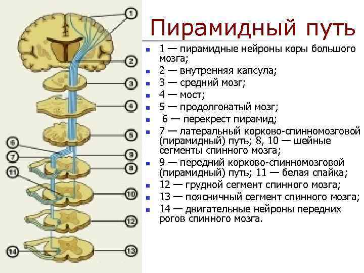 Корково спинномозговой путь схема