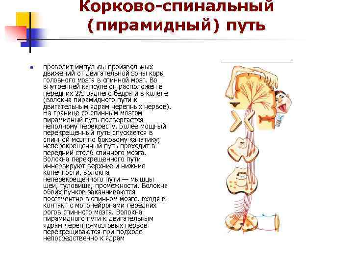 Пирамидная система презентация