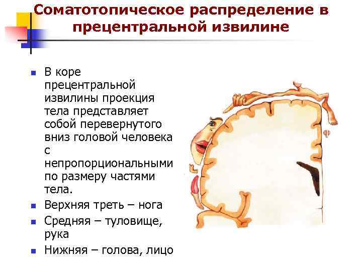 Соматотопическое распределение в прецентральной извилине  n  В коре прецентральной извилины проекция тела