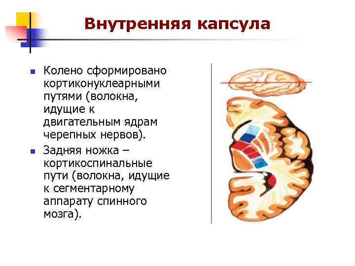 Внутренняя капсула анатомия клиническая картина поражения