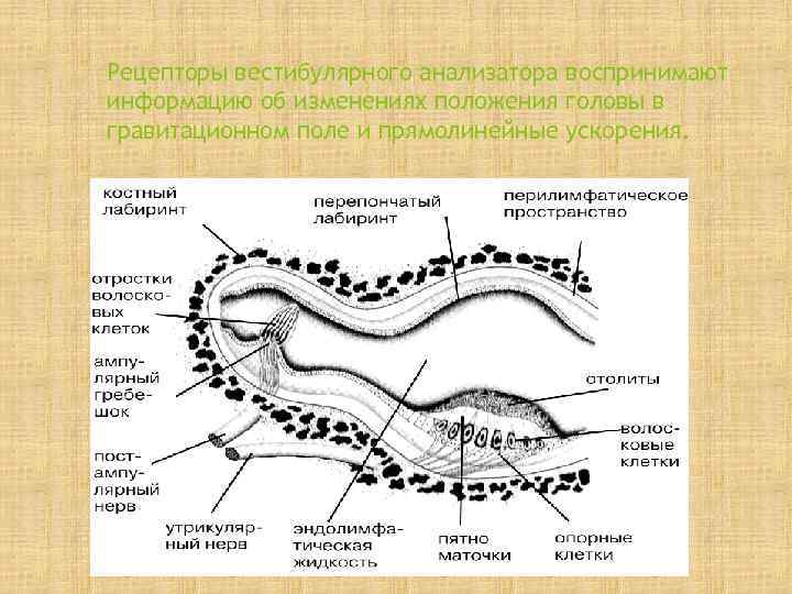 Рецепторы вестибулярного анализатора воспринимают информацию об изменениях положения головы в гравитационном поле и прямолинейные