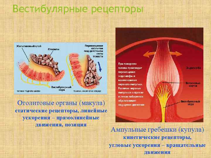 Вестибулярные рецепторы Отолитовые органы (макула) статические рецепторы, линейные  ускорения – прямолинейные  движения,