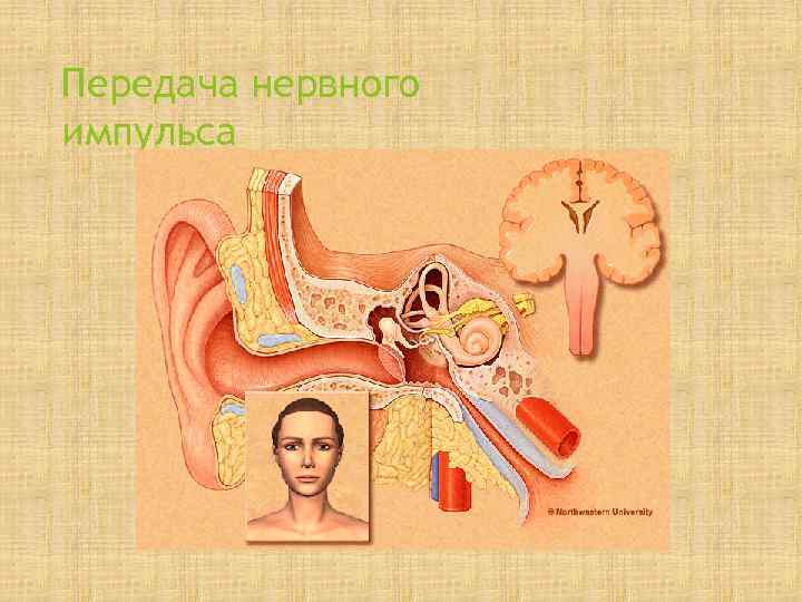 Передача нервного импульса 