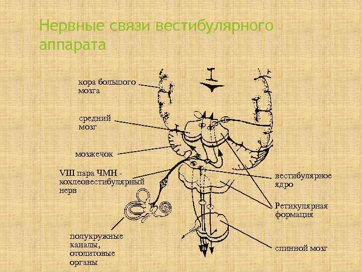 Нервные связи вестибулярного аппарата  кора большого  мозга   средний  мозг